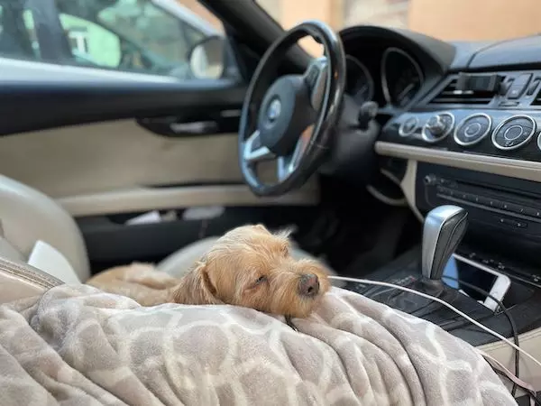 A dog napping on a trip. A comfy area to sleep is part of the essentials for traveling with a dog.