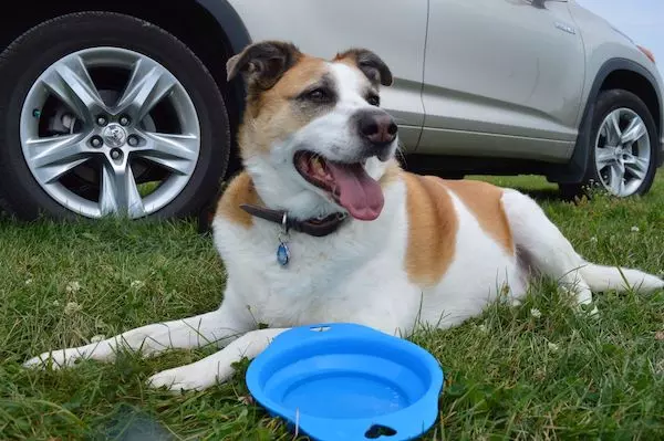 A dog taking an important water break on a road trip.