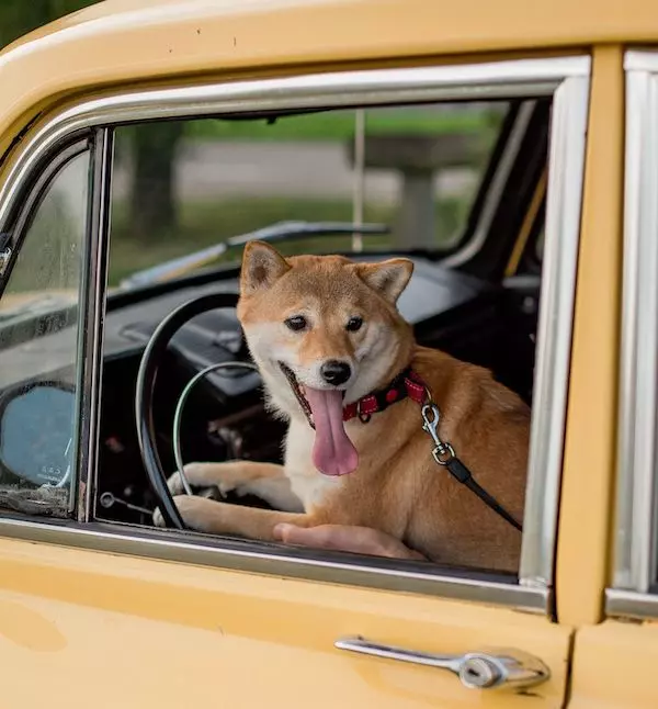 A pup behind the wheel. It's not everyday you see a dog driving a car!